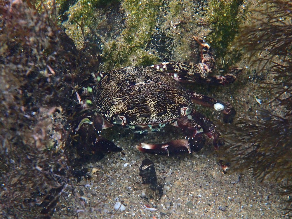 Мраморный краб за обедом