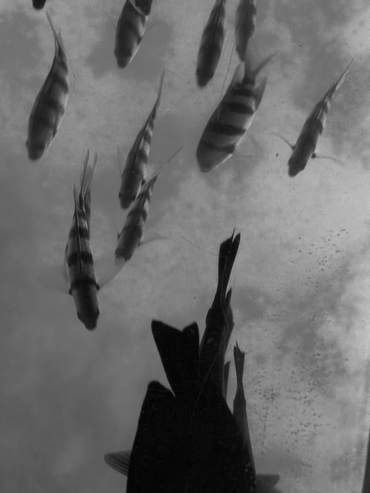 Photograph by Sabah Aljammasi