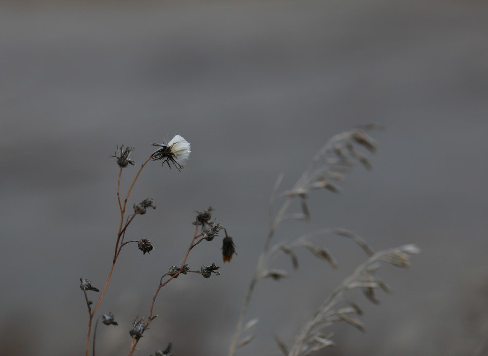 Ожидающий снега цветок