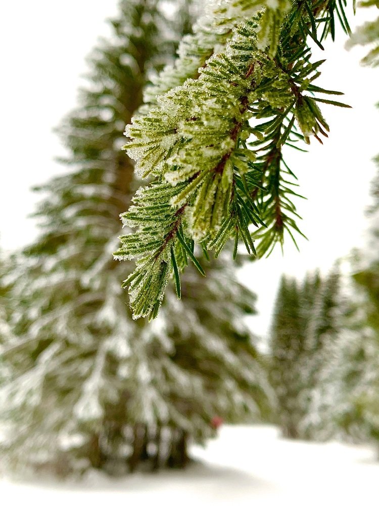 Photograph by Светлана Хохлова