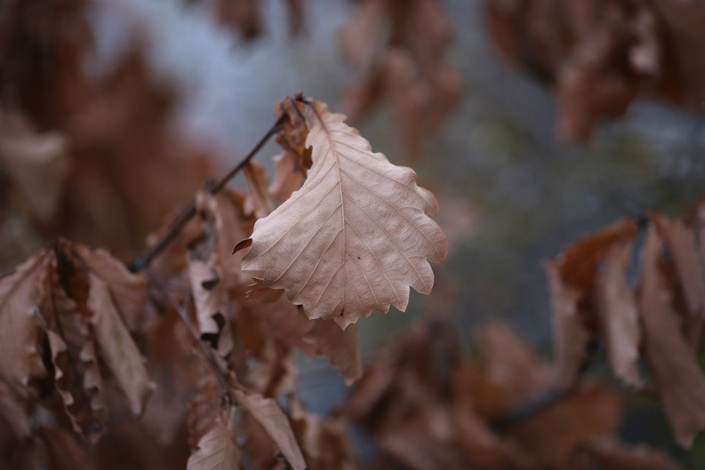 В ожидании снега