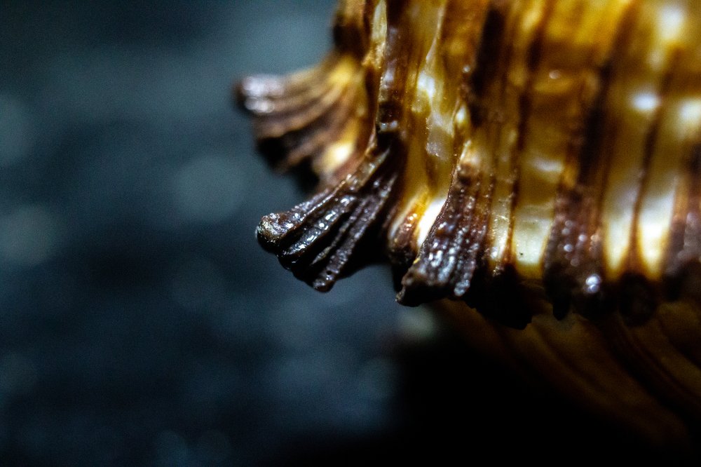 Photograph by Надежда Богачкина