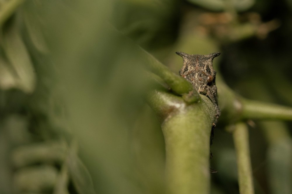 Фотография автора Ashir Kumar