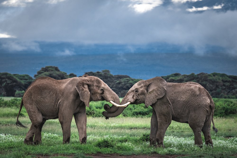 Встреча/Meeting