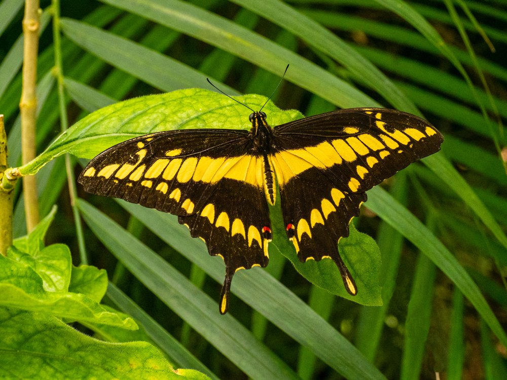 Желтое на зеленом.