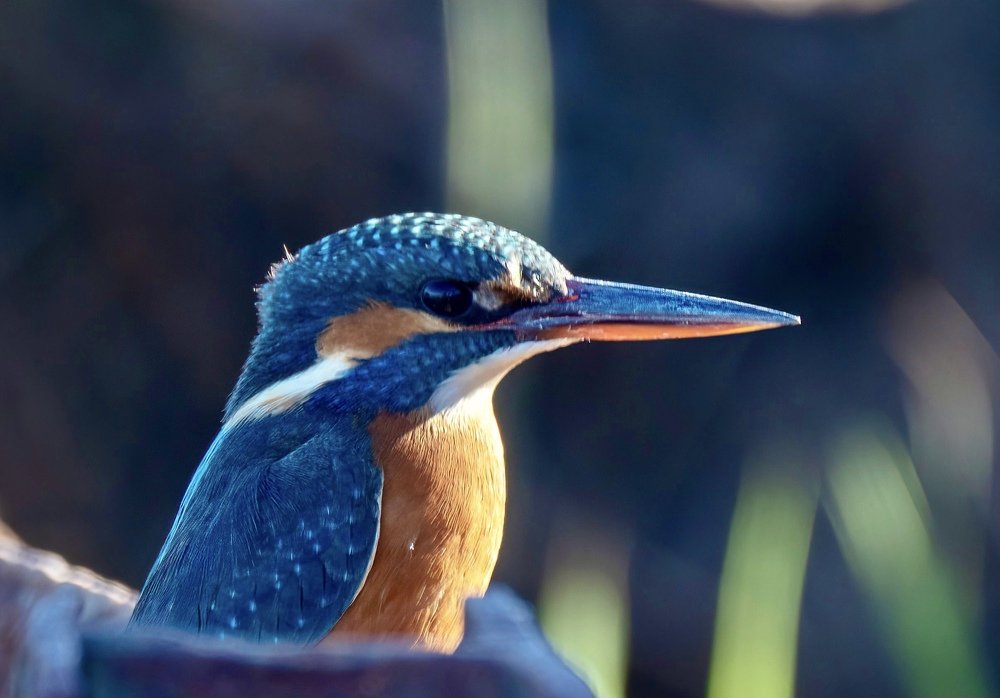 Kingfisher