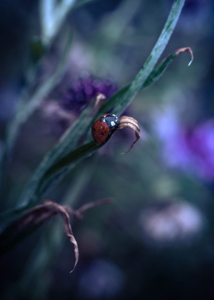 Фотография автора Анна Моргунова