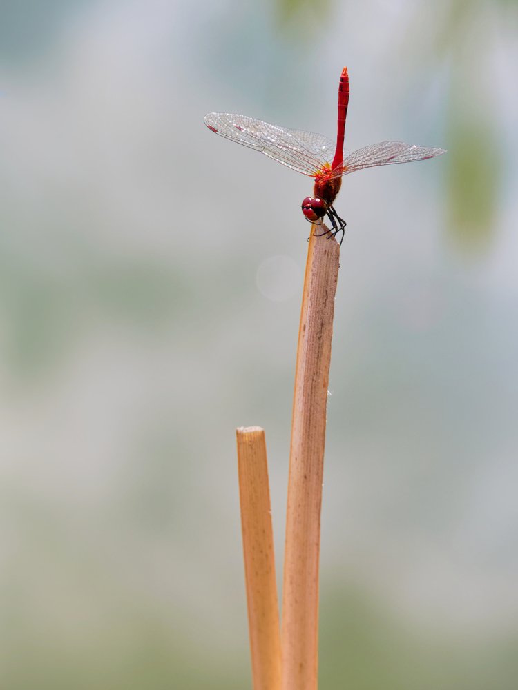 Photograph by Marius Surleac