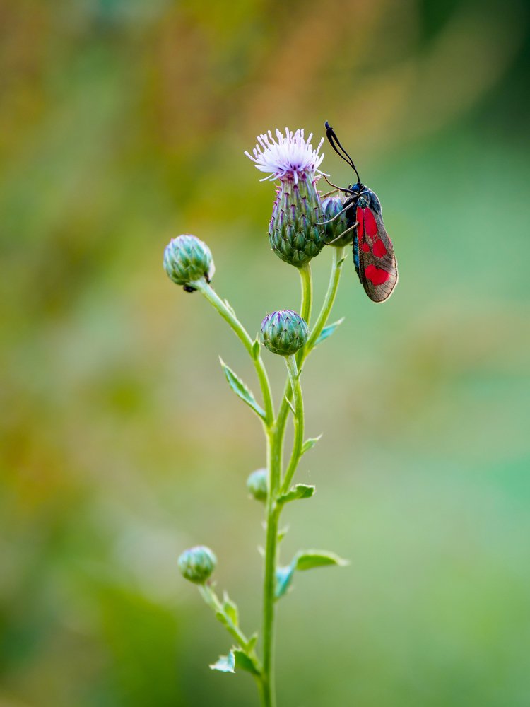 Photograph by Marius Surleac