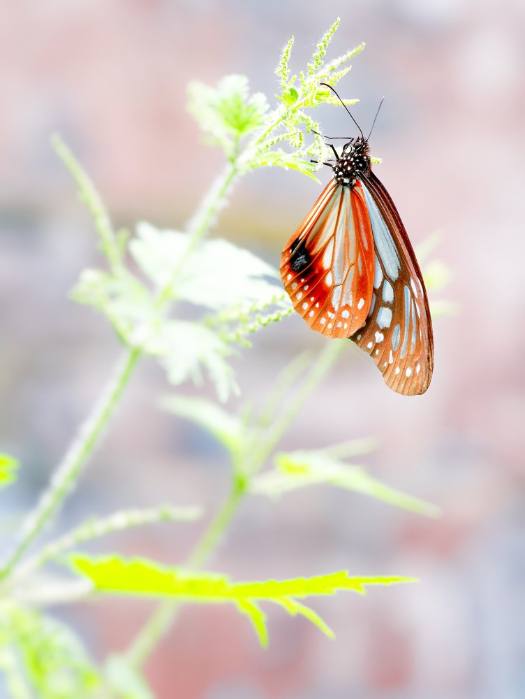 Photograph by Marius Surleac