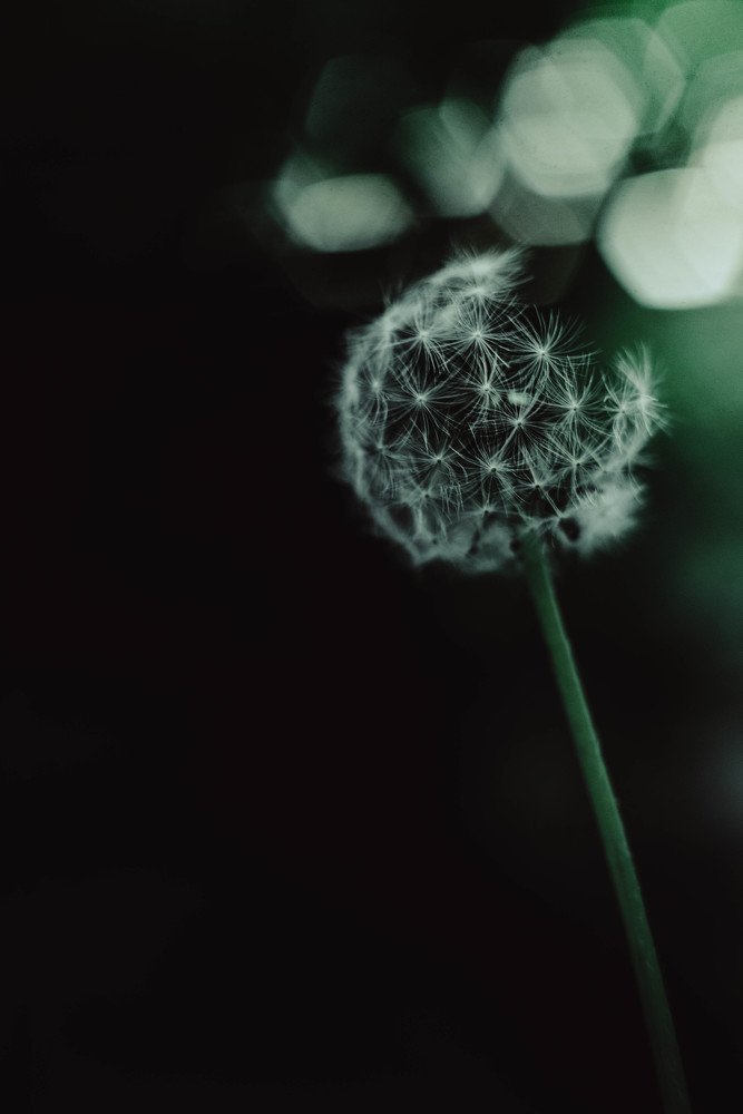 Фотография автора Анна Моргунова