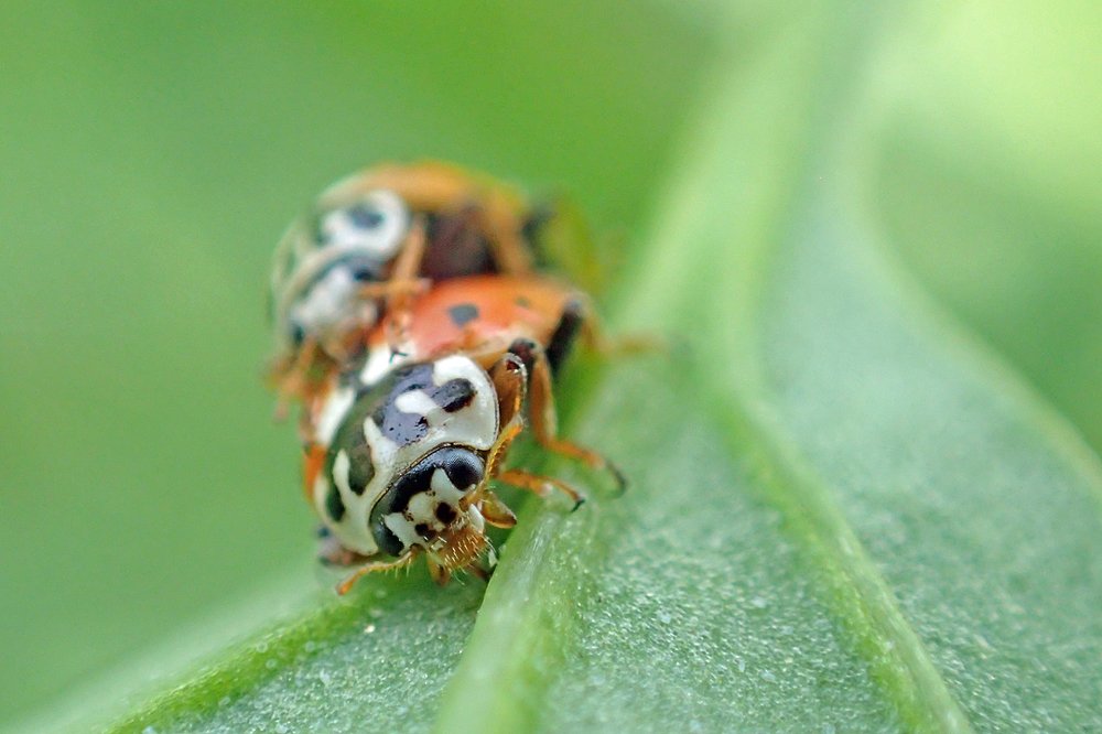 Продолжение