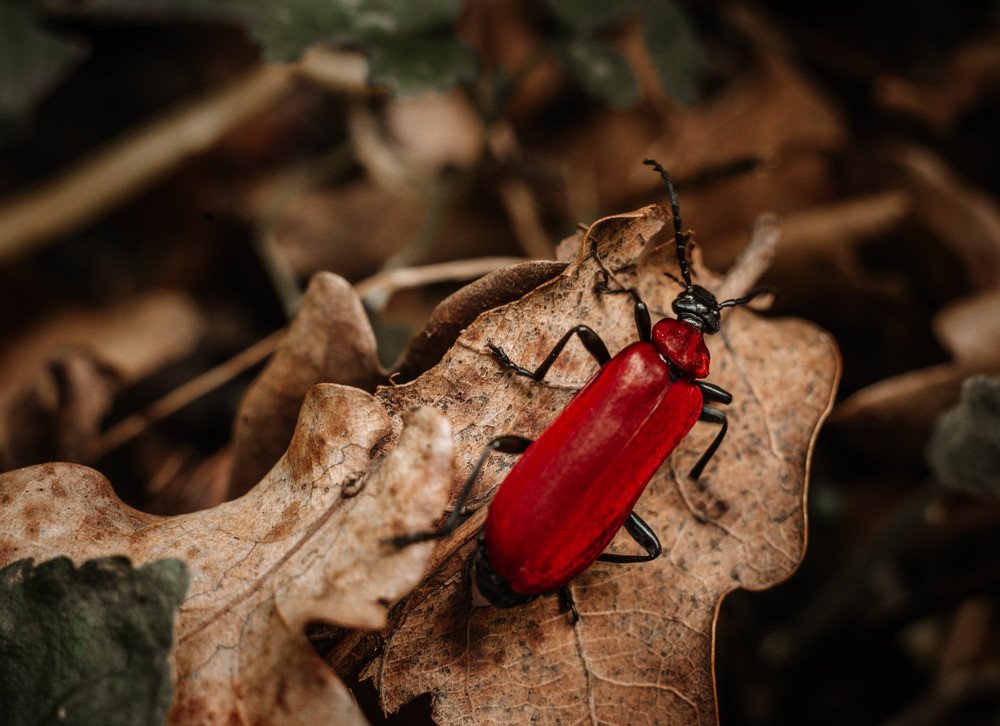 Фотография автора Анна Моргунова