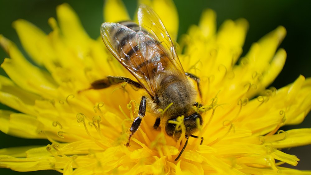 Photograph by Amir Ramezani