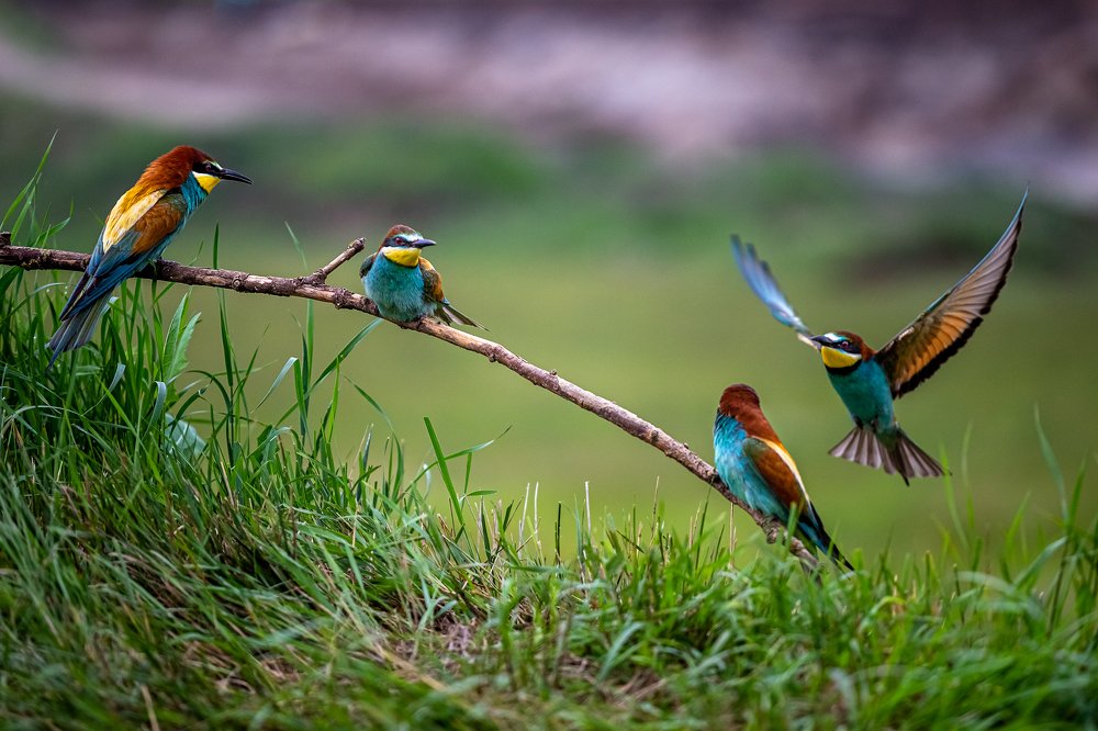 Photograph by Tamas Vargyasi