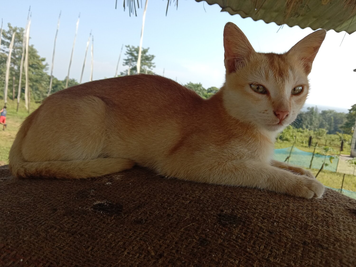 Photo #5413619