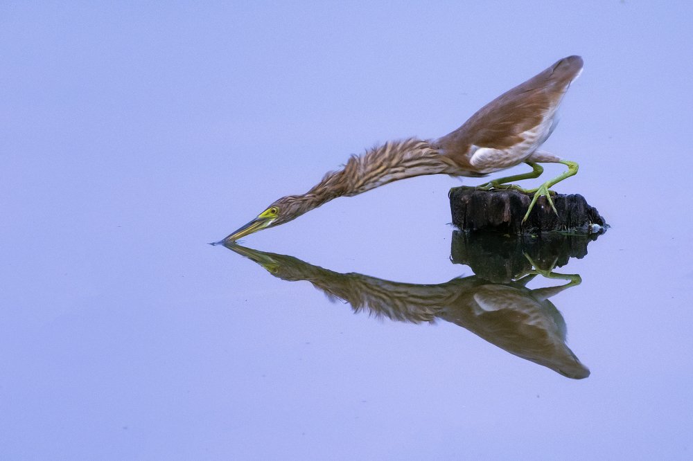 Photograph by Asamanj Maiti