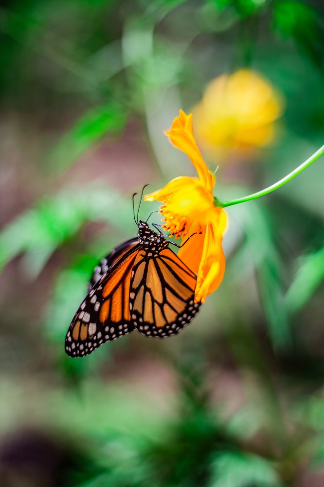 The pollination of the Danaus plexippus