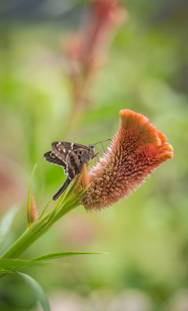 The pollination of a butterfly