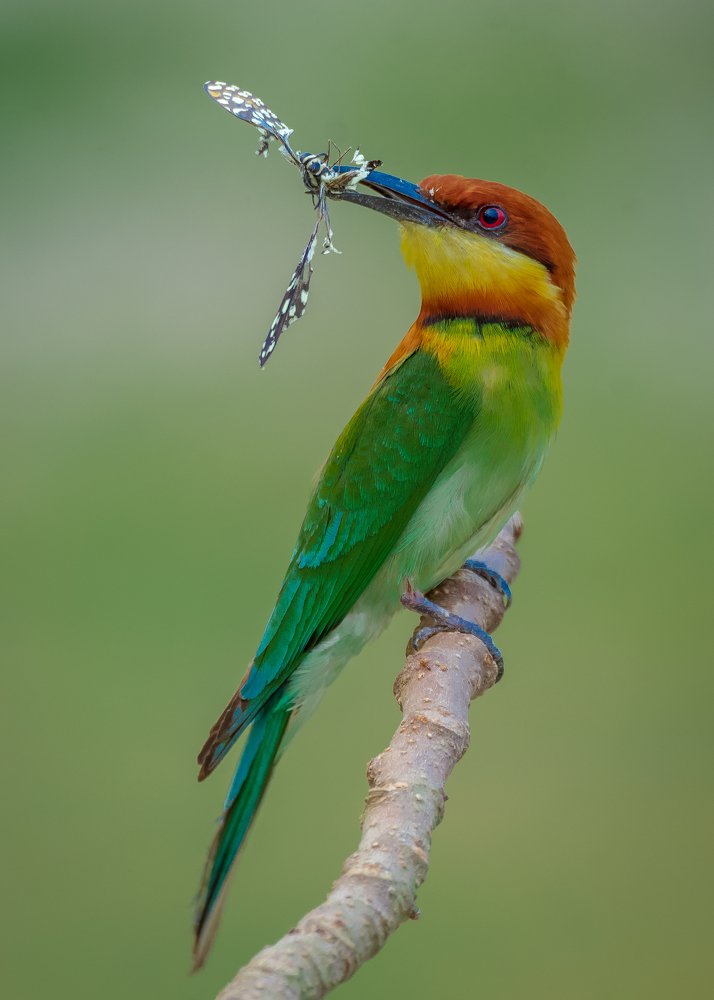 Photograph by Subhra Mandal