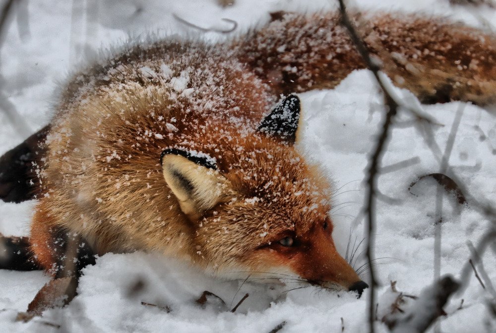 Купание в снегу