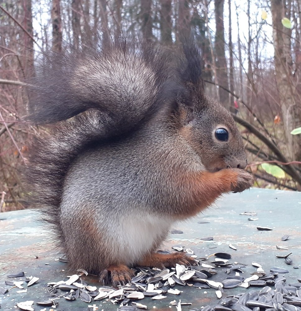 Photograph by Любовь Макарова