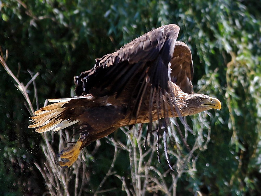 Фотография автора Олег Сенников