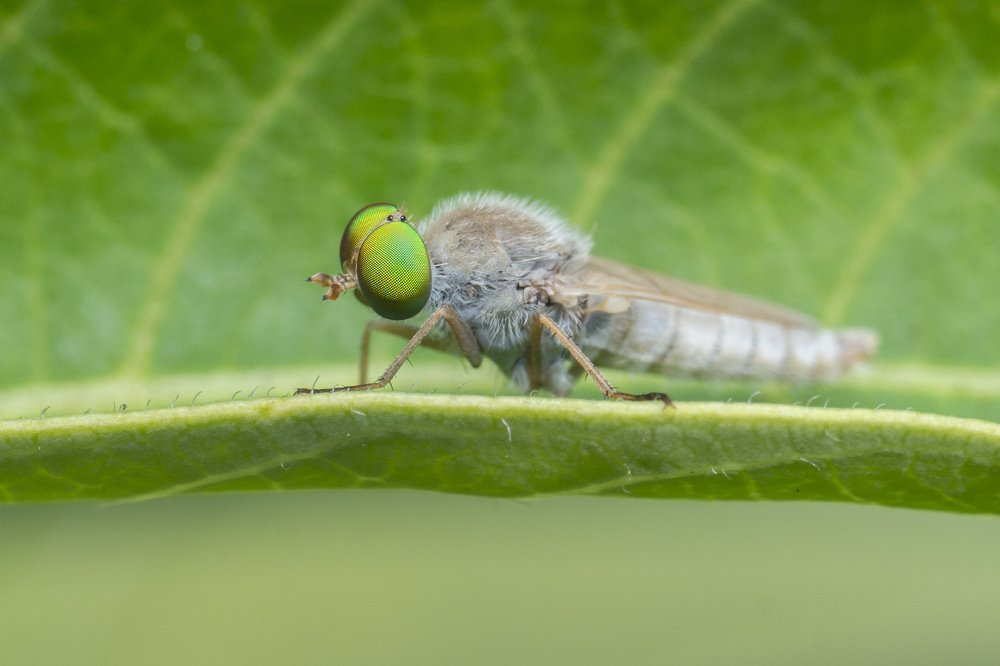 Зеленоглазый