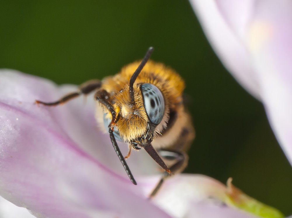 Красивые глазки