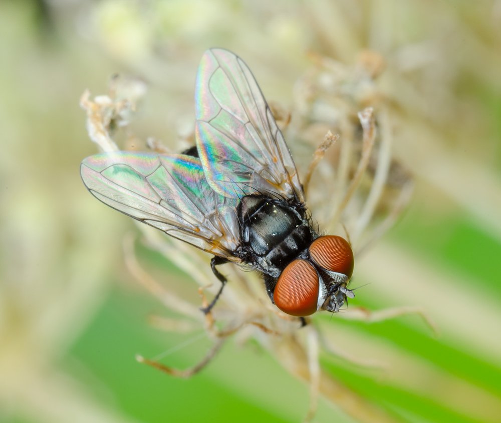 Большие глаза