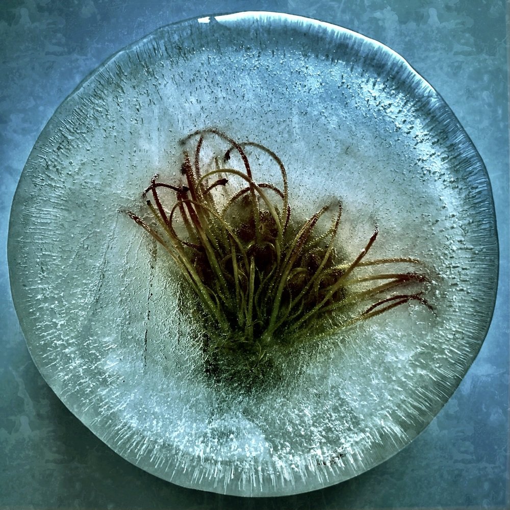 Цветок и лёд