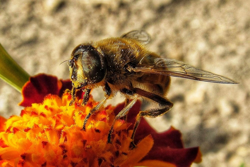 Собирающая нектар