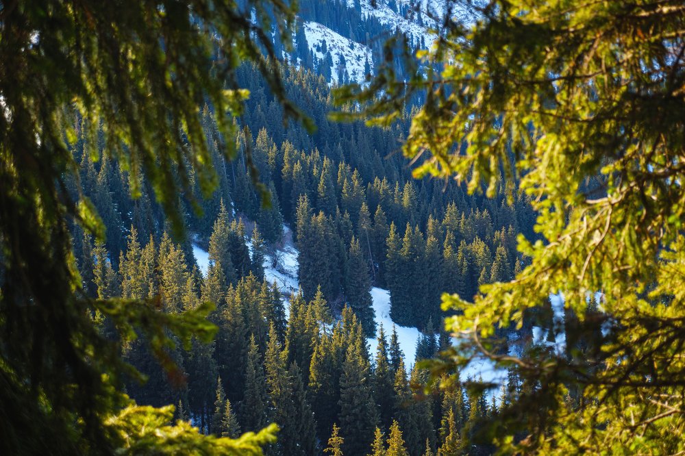 Photograph by Сипетый Александр