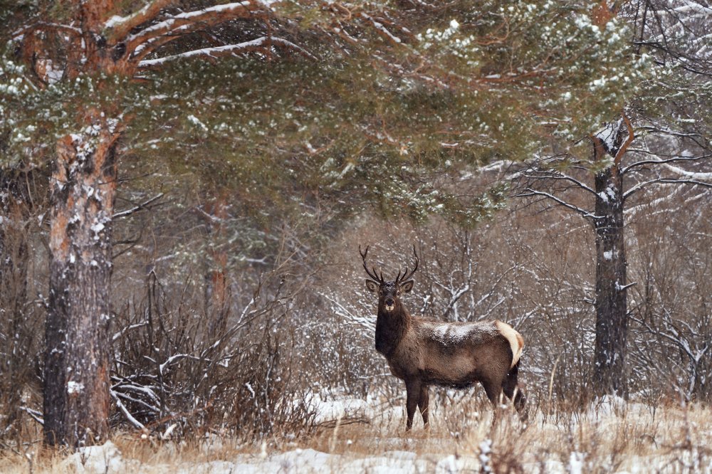Photograph by Игорь Травкин