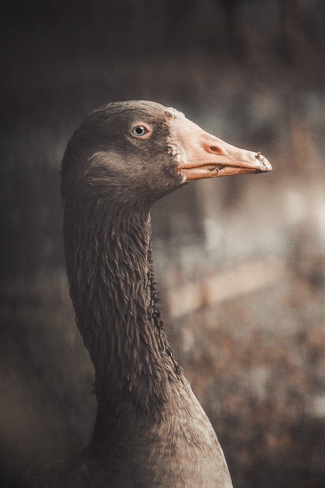 Photograph by ABDALLA Obada Abdelwahab