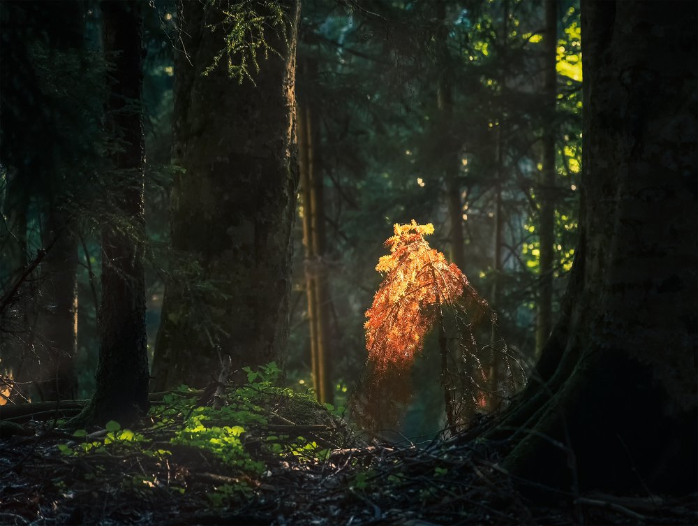 Утро в лесах Кавказа.