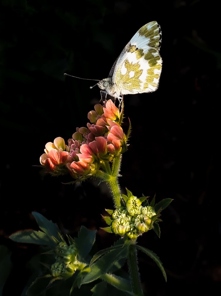 Фотография автора Alipour mohammad