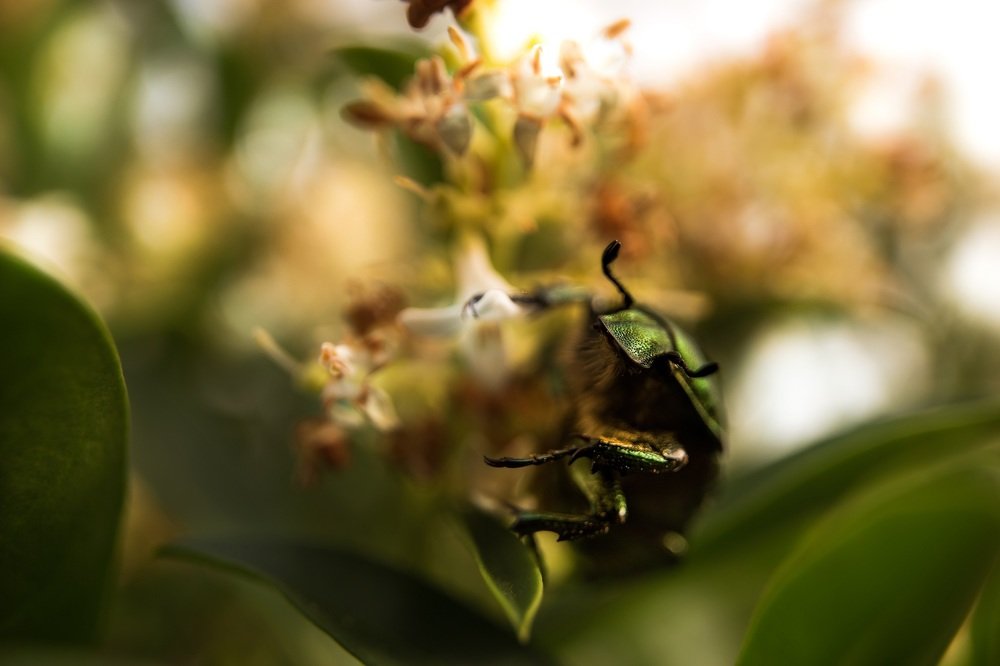 Жук "Бронзовка".