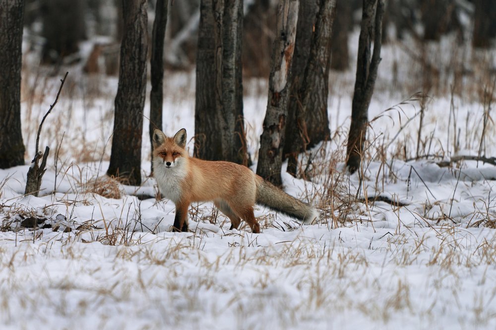 Лиса на прогулке