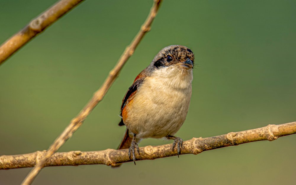 Photograph by Zayed Sanim