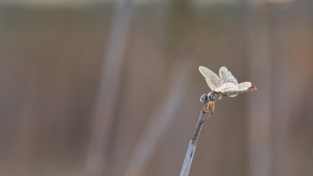 Photograph by Manjri Saxena