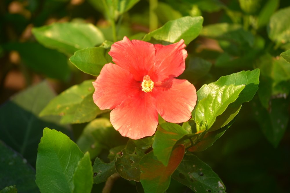 Photograph by amol Lad