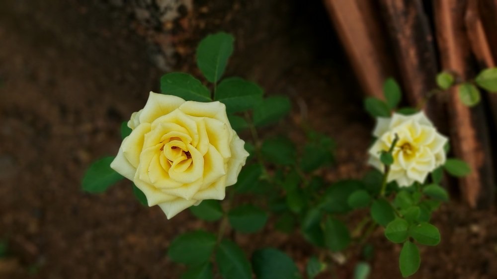 Photograph by amol Lad