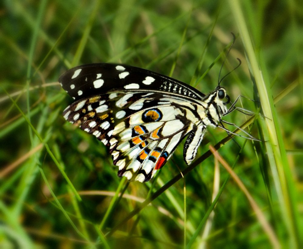 Photograph by Manjri Saxena
