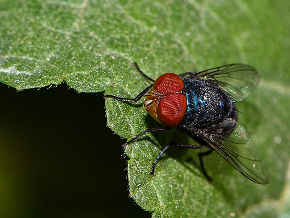Photograph by Manjri Saxena