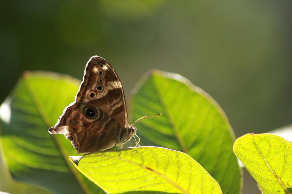 Photograph by Sourav Mahant
