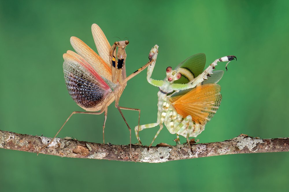 Photograph by Soon Tak Lam