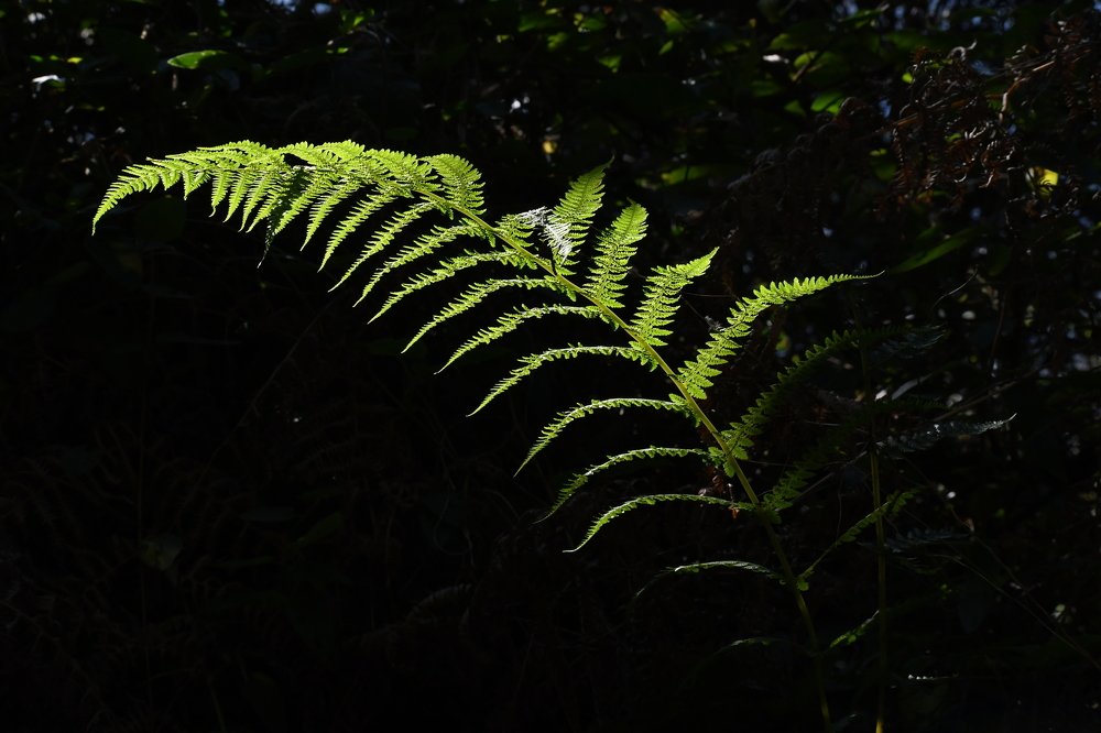 Photograph by Anita Mar