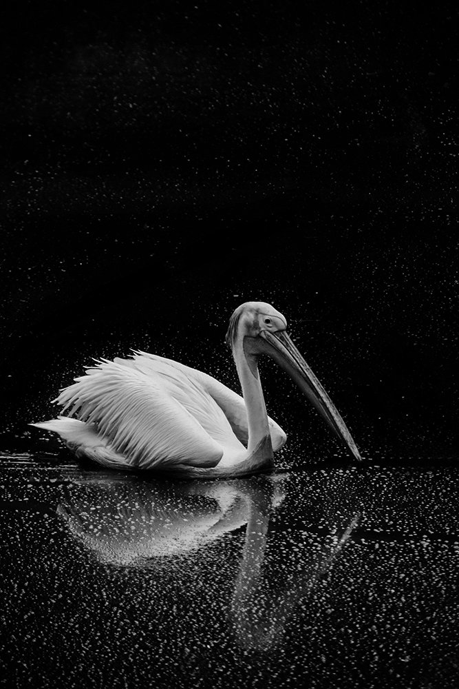 Angel in the water
