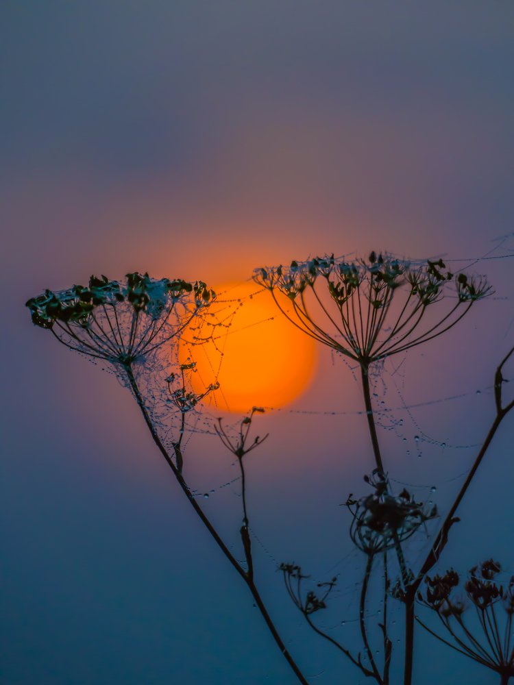 Silhouettes of dry stalks of hogweed against the background of the rising sun